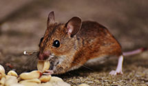 24 Hour & Emergency Exterminators in Los Ranchos De Abq, NM
